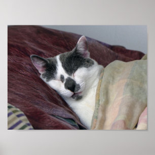 Kat Napping Poster