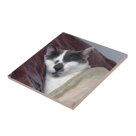 Kat Napping Tegeltje (Zijkant)