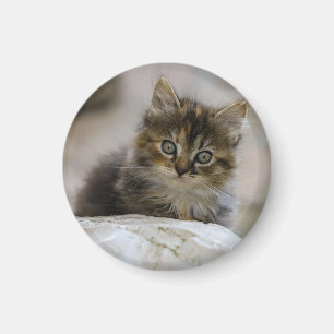 Kat, Natuur, Huiskat Magneet