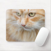 Kat, natuur, kitten muismat (Met muis)