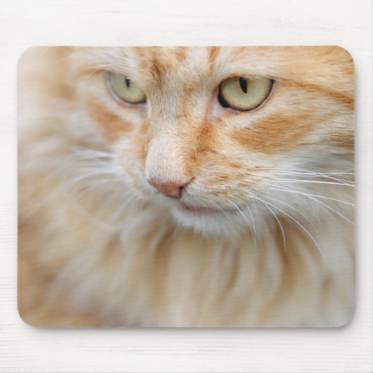 Kat, natuur, kitten muismat (Voorkant)