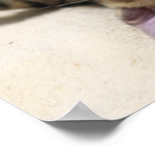 Kat neemt een zonnebad op het strand 2023 kalender poster (Hoek)