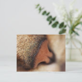 Kat neus briefkaart (Staand voorkant)