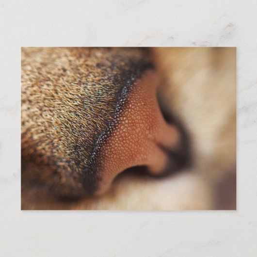 Kat neus briefkaart (Voorkant)