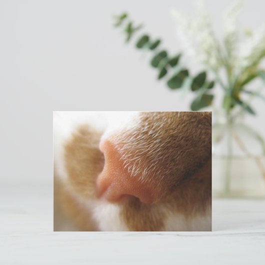 kat nose briefkaart (Staand voorkant)