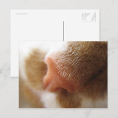 kat nose briefkaart (Voorkant / Achterkant)