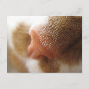 kat nose briefkaart