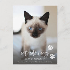 Kat of Keukenadoptie, Introductie van de Nieuwe Fo Briefkaart