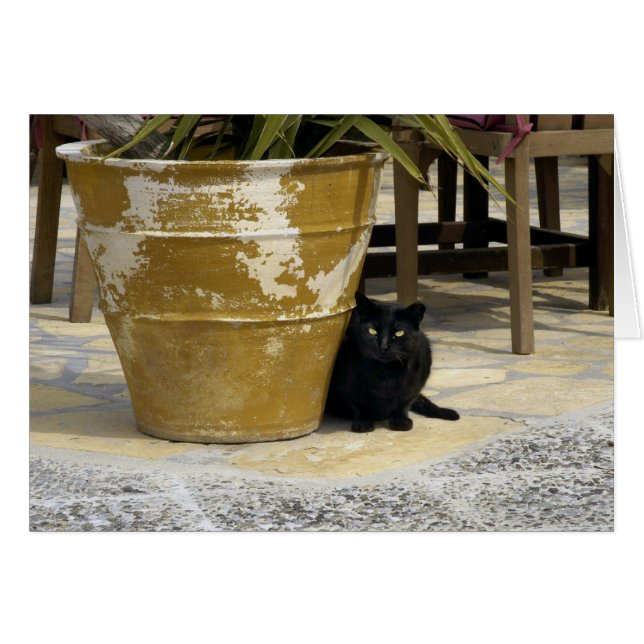 Kat ogen (Voorkant Horizontaal)