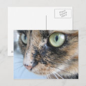 Kat ogen briefkaart (Voorkant / Achterkant)