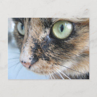 Kat ogen briefkaart