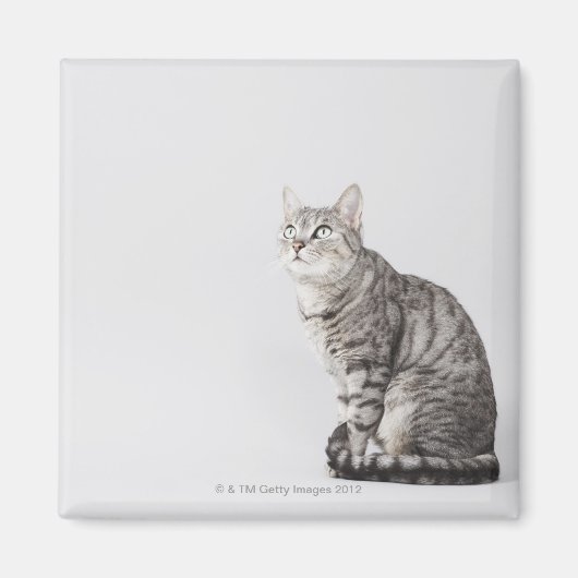 Kat omhoog kijkend magneet (Voorkant)