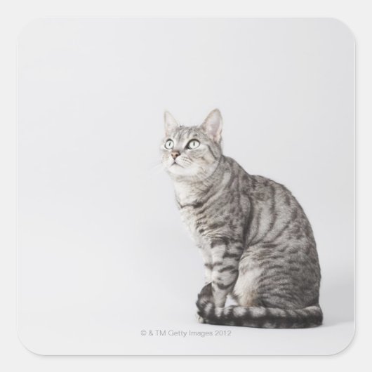 Kat omhoog kijkend vierkante sticker (Voorkant)