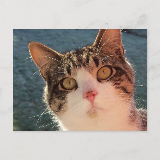 Kat omhoog Sluiten Briefkaart (Voorkant)
