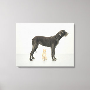 Kat onder Great Dane Canvas Afdruk