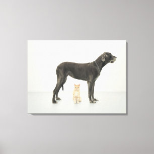 Kat onder Great Dane Canvas Afdruk