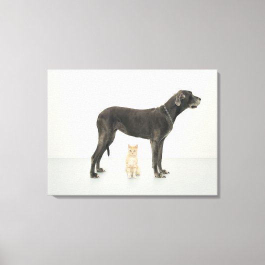 Kat onder Great Dane Canvas Afdruk (Voorkant)