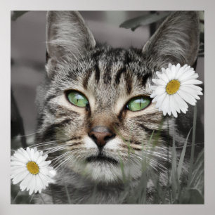 Kat onder het Poster Daisies Print