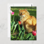 Kat onder het TulpenBriefkaart Briefkaart (Voorkant / Achterkant)