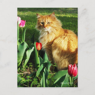 Kat onder het TulpenBriefkaart Briefkaart