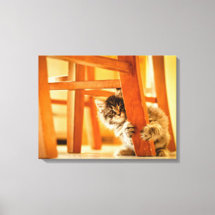 Kat onder voorzitterschap canvas afdruk