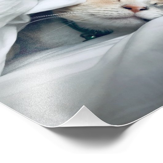 Kat onder witte dop foto afdruk (Hoek)