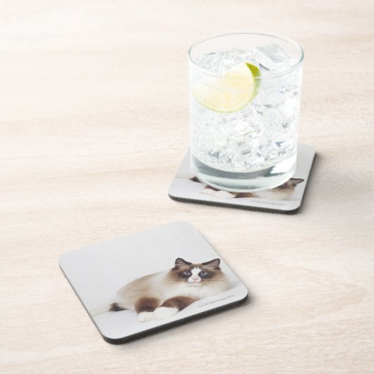 Kat Onderzetter (Rechterzijde)