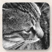 Kat-Onderzetters Bier Onderzetter (Voorkant)