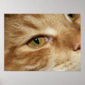 Kat oog poster (Voorkant)