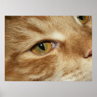 Kat oog poster