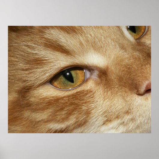Kat oog poster (Voorkant)