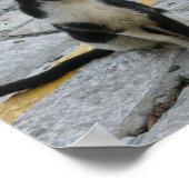 kat op bedekking poster (Hoek)