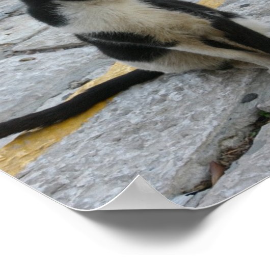 kat op bedekking poster (Hoek)