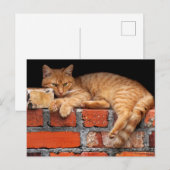 Kat op Brick Wall Briefkaart (Voorkant / Achterkant)