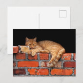 Kat op Brick Wall Briefkaart (Voorkant / Achterkant)