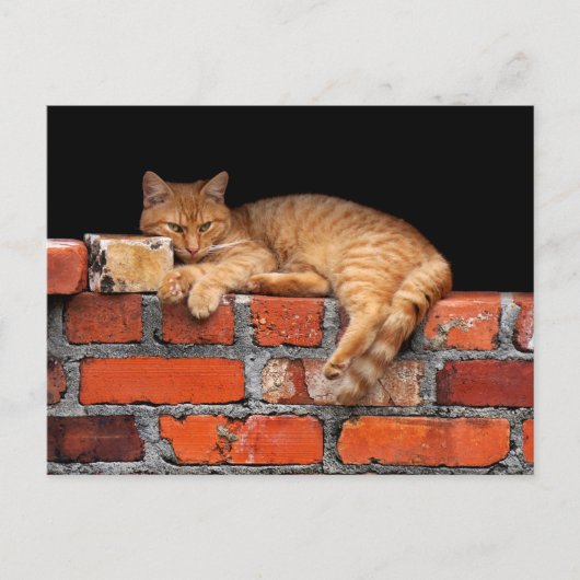 Kat op Brick Wall Briefkaart (Voorkant)