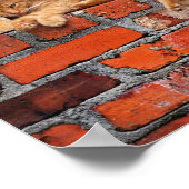 Kat op Brick Wall Poster (Hoek)