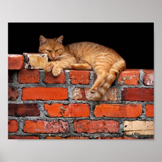 Kat op Brick Wall Poster (Voorkant)