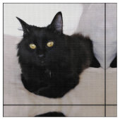 Kat op de bank stof (Close Up)