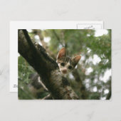 Kat op de boom briefkaart (Voorkant / Achterkant)