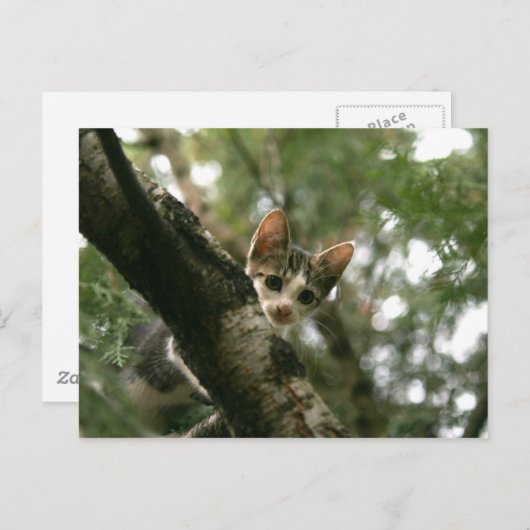 Kat op de boom briefkaart (Voorkant / Achterkant)
