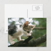 Kat op de boom v2 briefkaart (Voorkant / Achterkant)