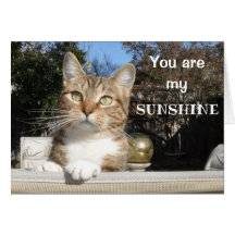 Kat op de zonneschijnkaart