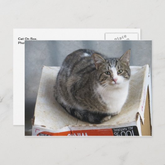 Kat op doos briefkaart (Voorkant / Achterkant)
