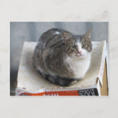 Kat op doos briefkaart (Voorkant)