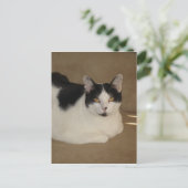 Kat op een bank briefkaart (Staand voorkant)