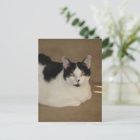 Kat op een bank briefkaart (Staand voorkant)