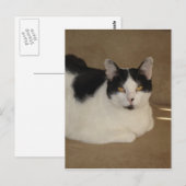 Kat op een bank briefkaart (Voorkant / Achterkant)