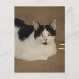 Kat op een bank briefkaart