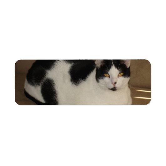 Kat op een bank etiket (Voorkant)